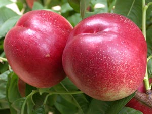 Nectarine tree with white flesh