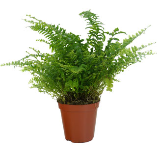 Boston Fern - Pot D. 12 cm - Nephrolepis exaltata 'Bostonienis' - Indoor plant