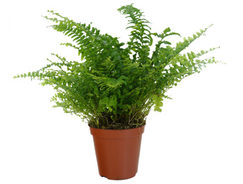 The Boston Fern - Nephrolepis exaltata 'Bostonienis' - Indoor Plants