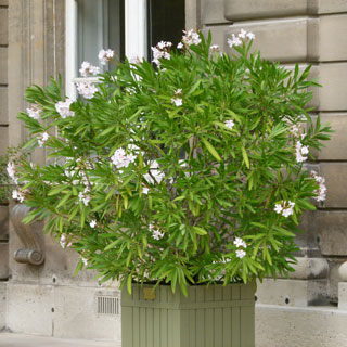 Rose Bay with White flowers - Nerium oleander alba