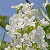 Rose Bay with White flowers - Nerium oleander alba