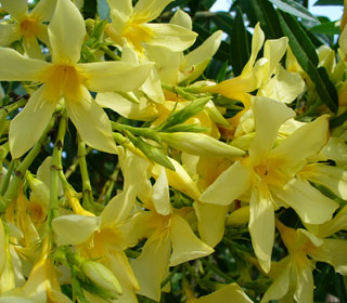 Rose Bay with Yellow flowers - Nerium oleander lutea