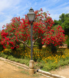 Rose Bay with Red flowers - Nerium oleander rubra