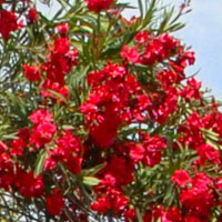 Rose Bay with Red flowers - Nerium oleander rubra