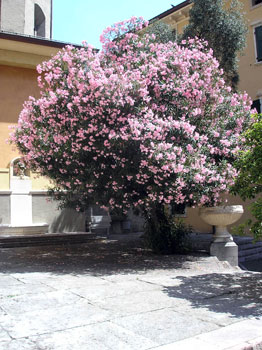 Rose Bay with Pink flowers - Nerium oleander rosea