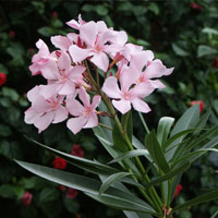 Rose Bay with Pink flowers - Nerium oleander rosea - Flowers