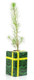 Standard wrapped gift box
