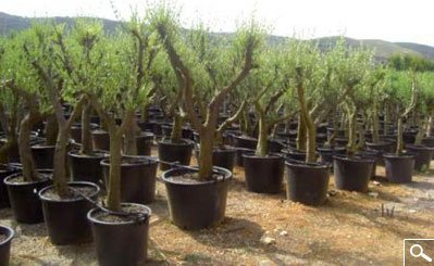 Specimen Olive Tree - Contener 110 litres