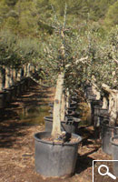 Olive Tree Specimen - Contener 70 litres
