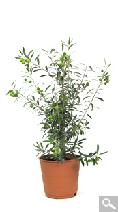 Bushy Olive Tree