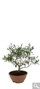Bonsai Olive Tree