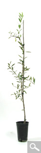 Cultivated Olive Tree