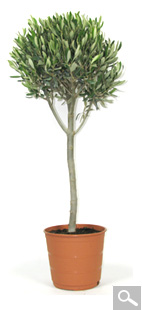 Olive Tree Standard