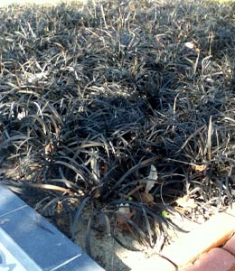 Black Lilyturf or Black Dragon or Ebony Knight - Ophiopogon planiscapus 'Nigrescens'