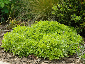 Knotted marjoram - Origanum majorana