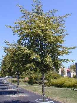 Hop Hornbeam - Ostrya carpinifolia