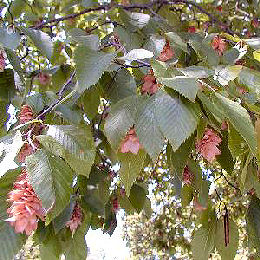 Hop Hornbeam - Ostrya carpinifolia