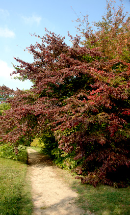 Persian ironwood Persian ironwood - Parrotia persica