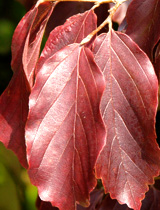 Persian ironwood - Parrotia persica