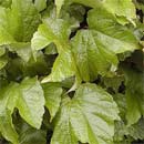 Veitchii Boston Ivy