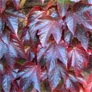 Veitchii Boston Ivy