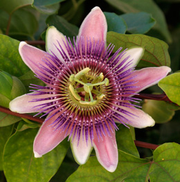Passion Flower 'Perfume passion' - Passiflora x belotii 'Perfume passion'