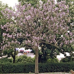 Princess Tree - Empress Tree - Paulownia tomentosa