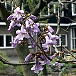 Princess Tree - Empress Tree - Paulownia tomentosa