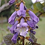 Princess Tree - Empress Tree - Paulownia tomentosa