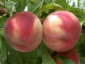 Peach tree with white flesh