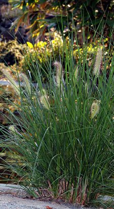 Chinese fountain grass - Pennisetum alopecuroides