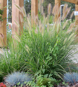 Chinese fountain grass - Pennisetum alopecuroides