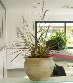 'Fireworks' Chinese fountain grass - Pennisetum setaceum 'Fireworks'