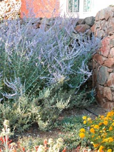 Russian Sage 'Blue spire' - Perovskia 'Blue spire'