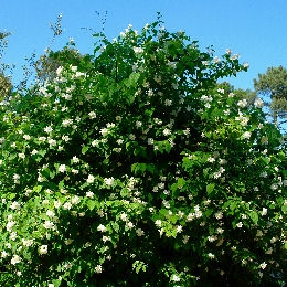 Virginal Mock orange - Philadelphus x virginalis 'Virginal'