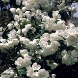 Virginal Mock orange - Philadelphus x virginalis 'Virginal' Virginal Mock orange - Philadelphus x virginalis 'Virginal'