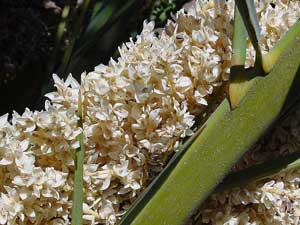 Canary Island Date Palm