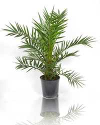Canary Island Date Palm