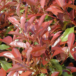 Photinia x fraseri 'Red Robin' - Photinia x fraseri 'Red Robin'