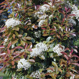Photinia x fraseri 'Red Robin' - Photinia x fraseri 'Red Robin'
