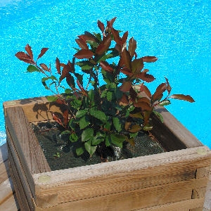 Dwarf photinia - Photinia x fraseri 'Nana Select'