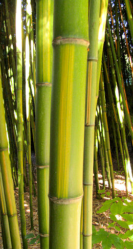 Phyllostachys bambusoides Castillonis-inversa