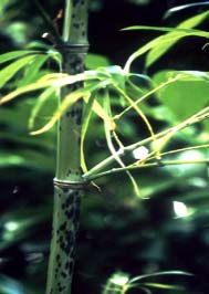 Phyllostachys bambusoides Tanakae