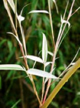 Phyllostachys flexuosa