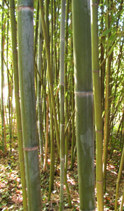 Phyllostachys glauca - grand Bamboo colore