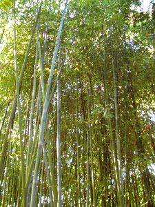 Phyllostachys glauca - grand Bamboo colore