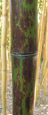 Phyllostachys nigra f. boryana - Bamboo geant marbre de taches brunes
