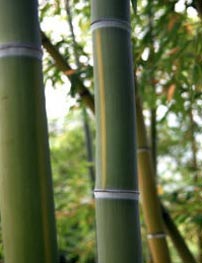 Phyllostachys viridis f. houzeau