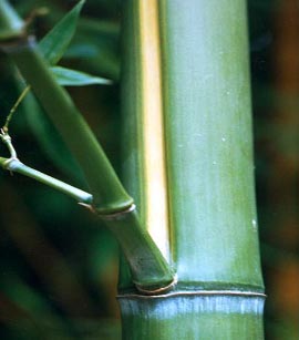 Phyllostachys viridis f. houzeau
