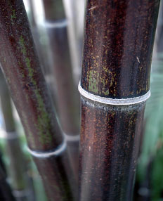 Bamboo Phyllostachys nigra
